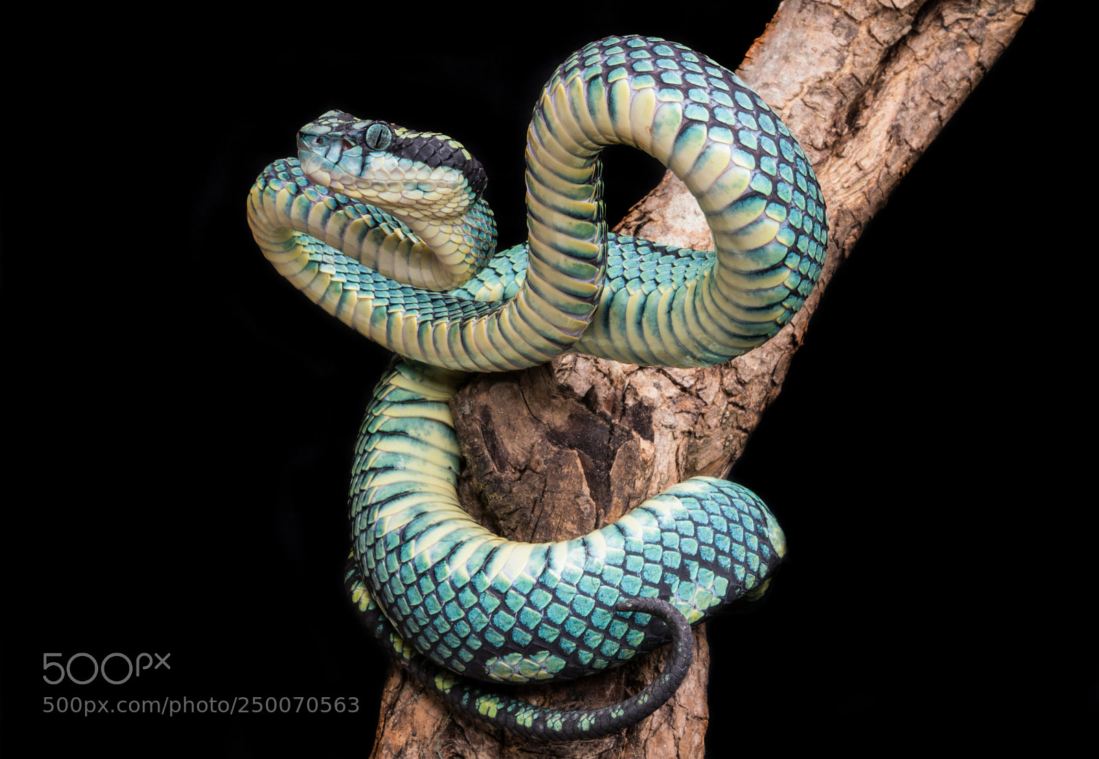 Sony a6300 sample photo. Trimeresurus trigonocephalus photography