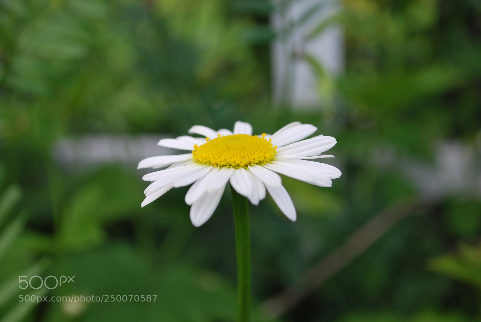 Nikon D60 sample photo. Flower photography
