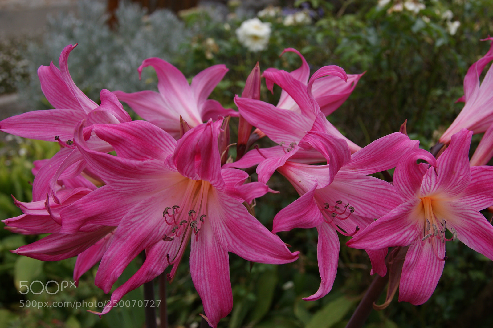 Sony Alpha DSLR-A350 sample photo. Jersey lilly in my photography