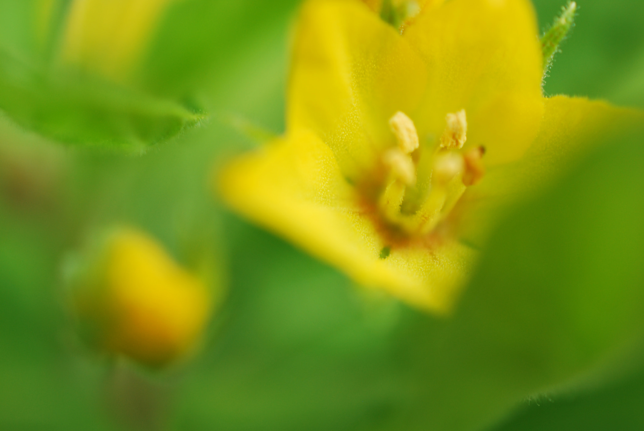 Nikon AF-S DX Micro Nikkor 40mm F2.8 sample photo. Flower photography
