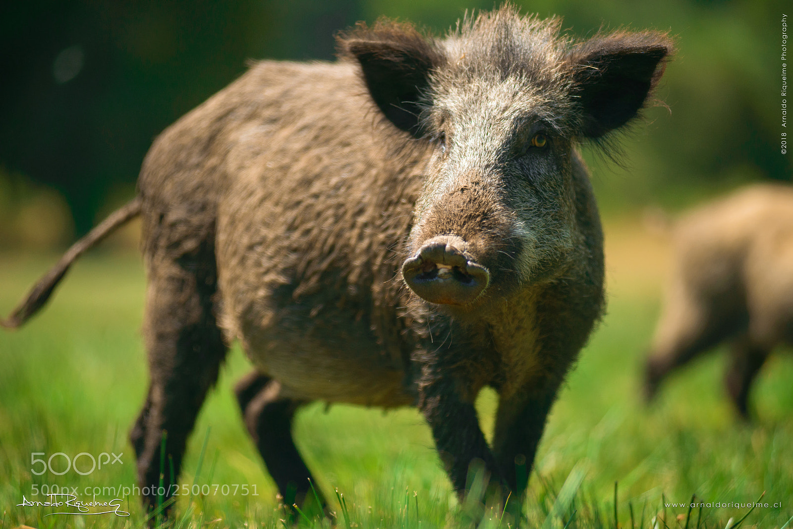 Nikon D800 sample photo. Wild boar / jabalí photography