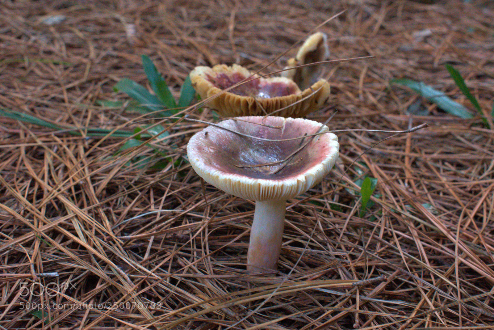 Nikon D3400 sample photo. Mushroom on the way photography