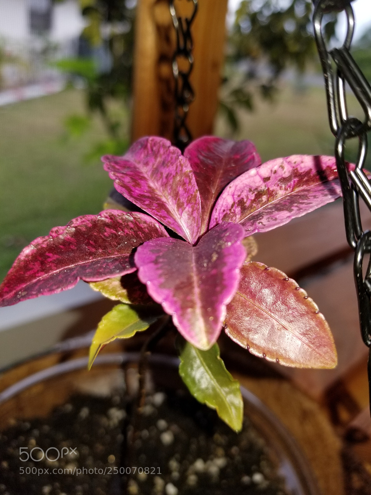 Samsung Galaxy S8+ sample photo. A new plant who photography