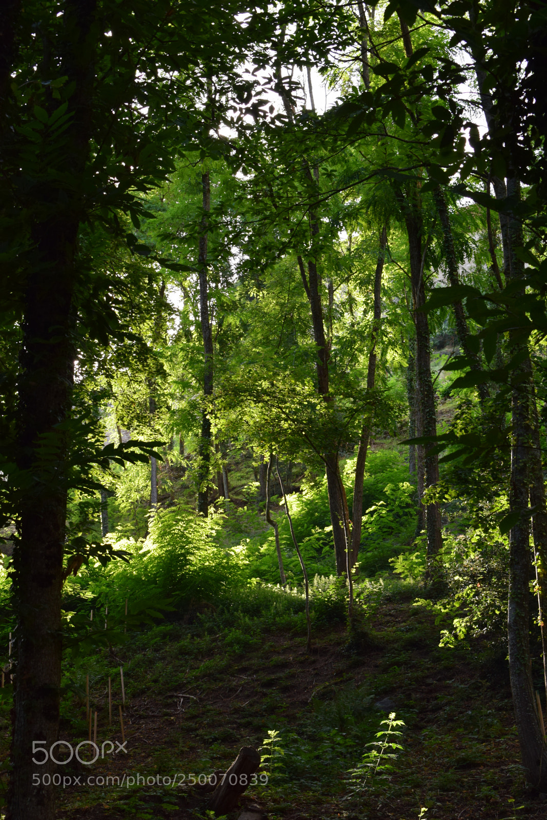 Nikon D3300 sample photo. Lumière de foret photography