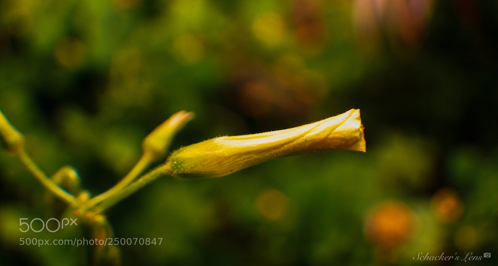 Sony SLT-A65 (SLT-A65V) sample photo. أزهار الربيع - 5 photography