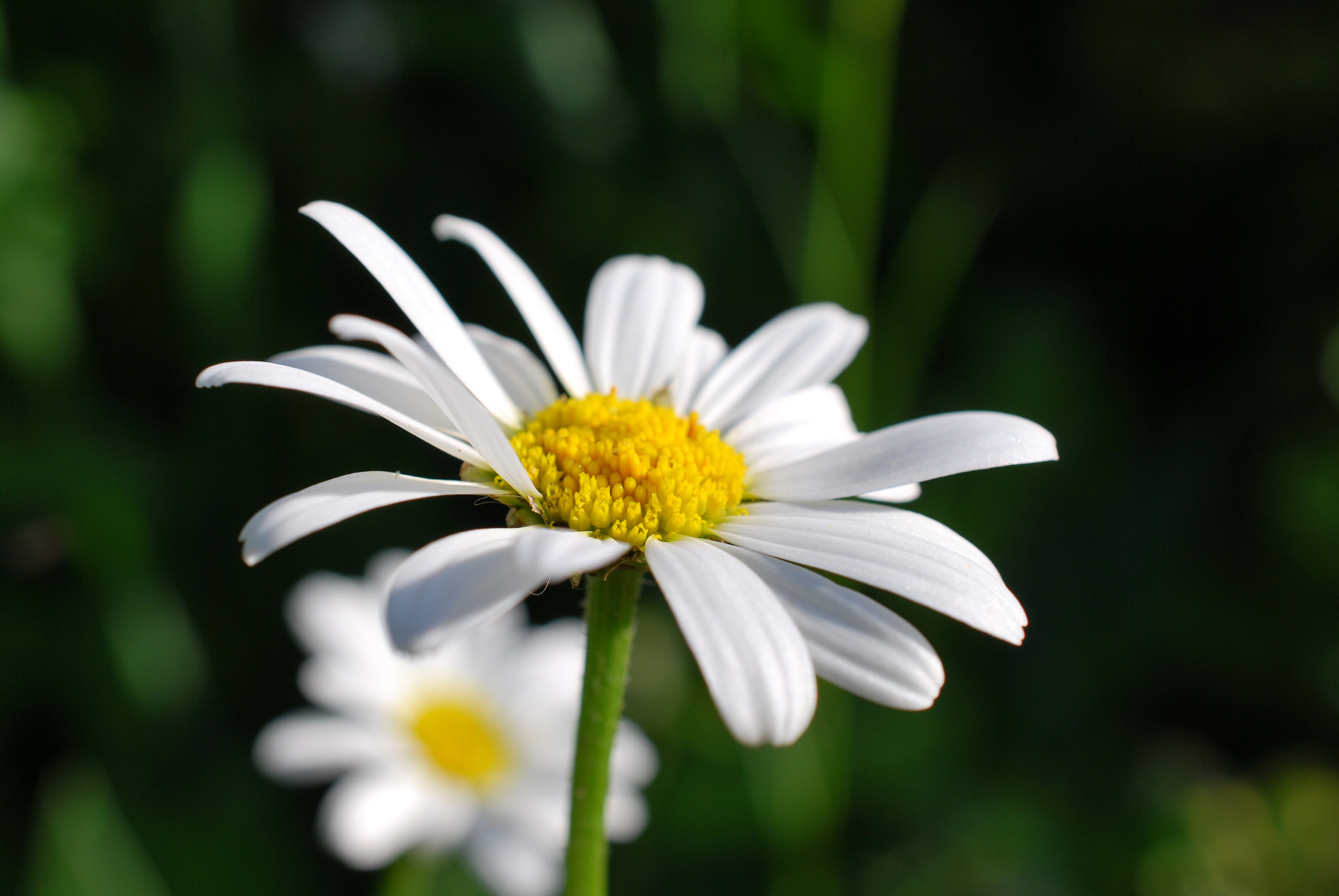 Nikon D60 + Nikon AF-S DX Micro Nikkor 40mm F2.8 sample photo. Flower photography