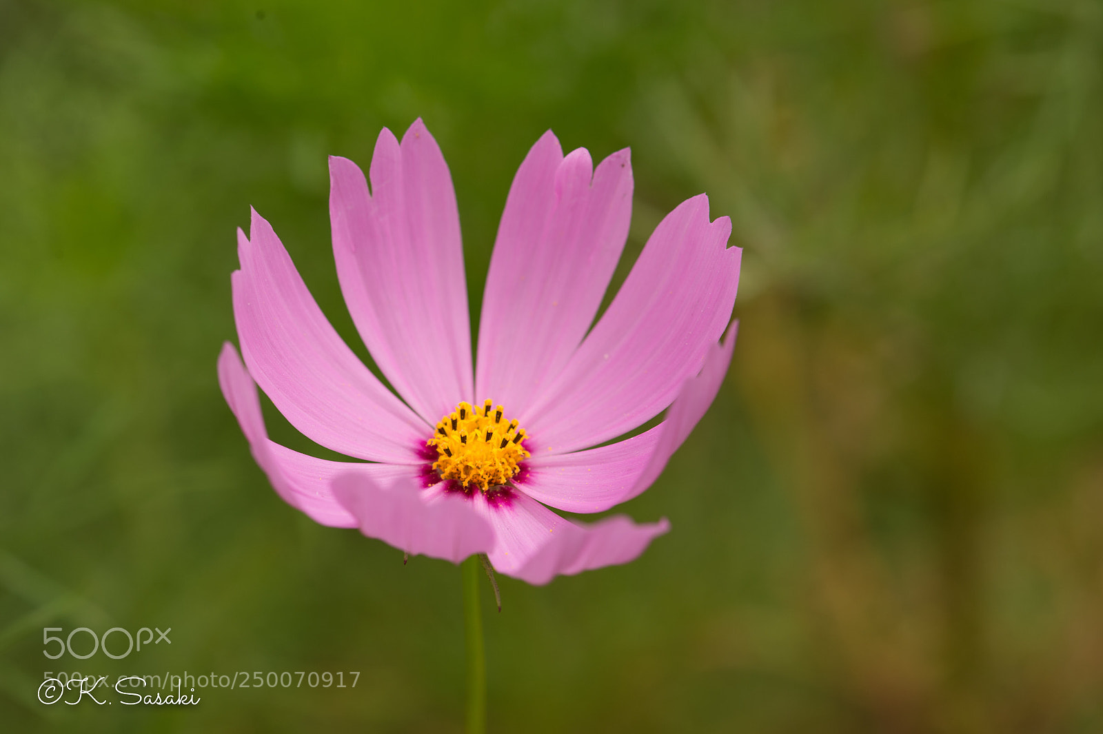 Nikon Df sample photo. Cosmos  photography