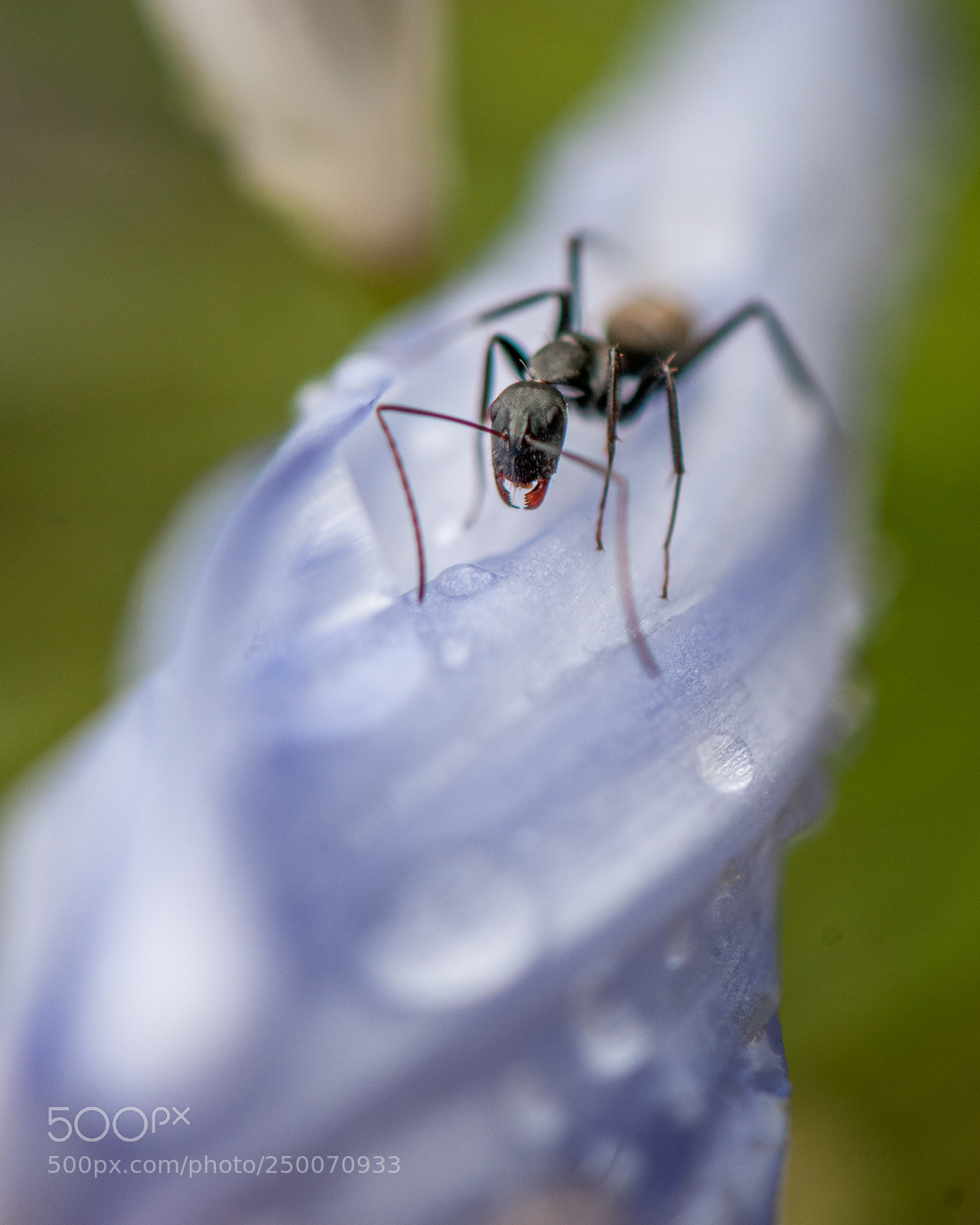 Nikon D300 sample photo. Ant 1 photography