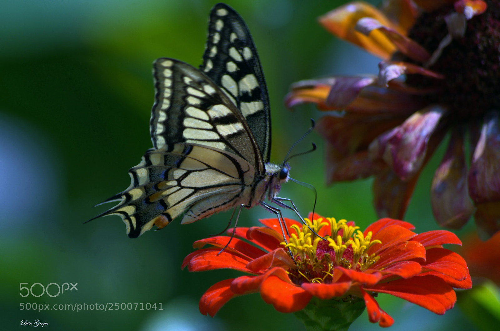 Nikon D5100 sample photo. Beauty in nature photography