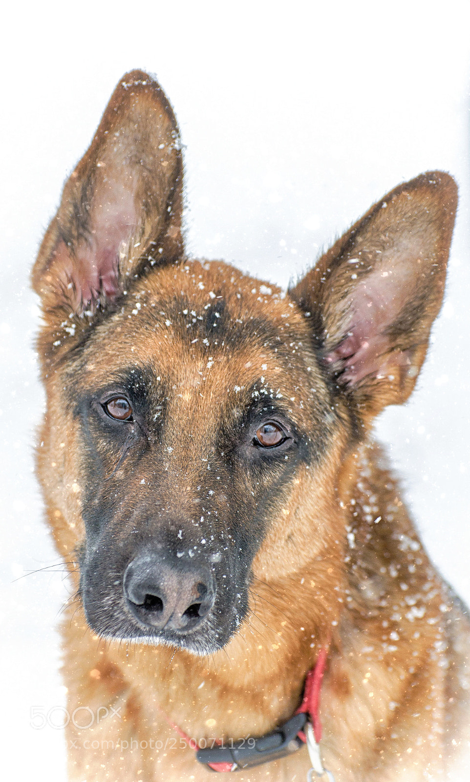 Nikon D7000 sample photo. Snow shepherd photography