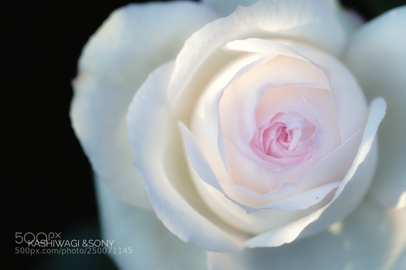 Sony a7 II sample photo. Stephanie guttenberg / germany 2011 photography