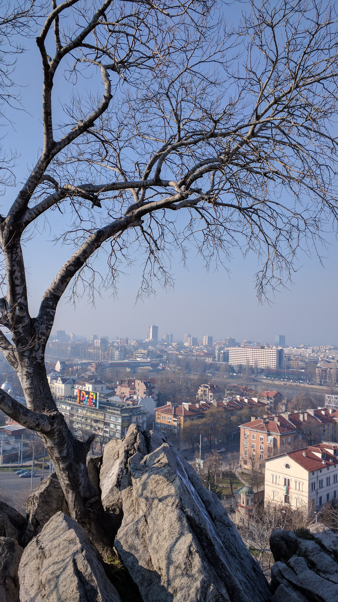 Motorola Nexus 6 sample photo. The curved tree photography