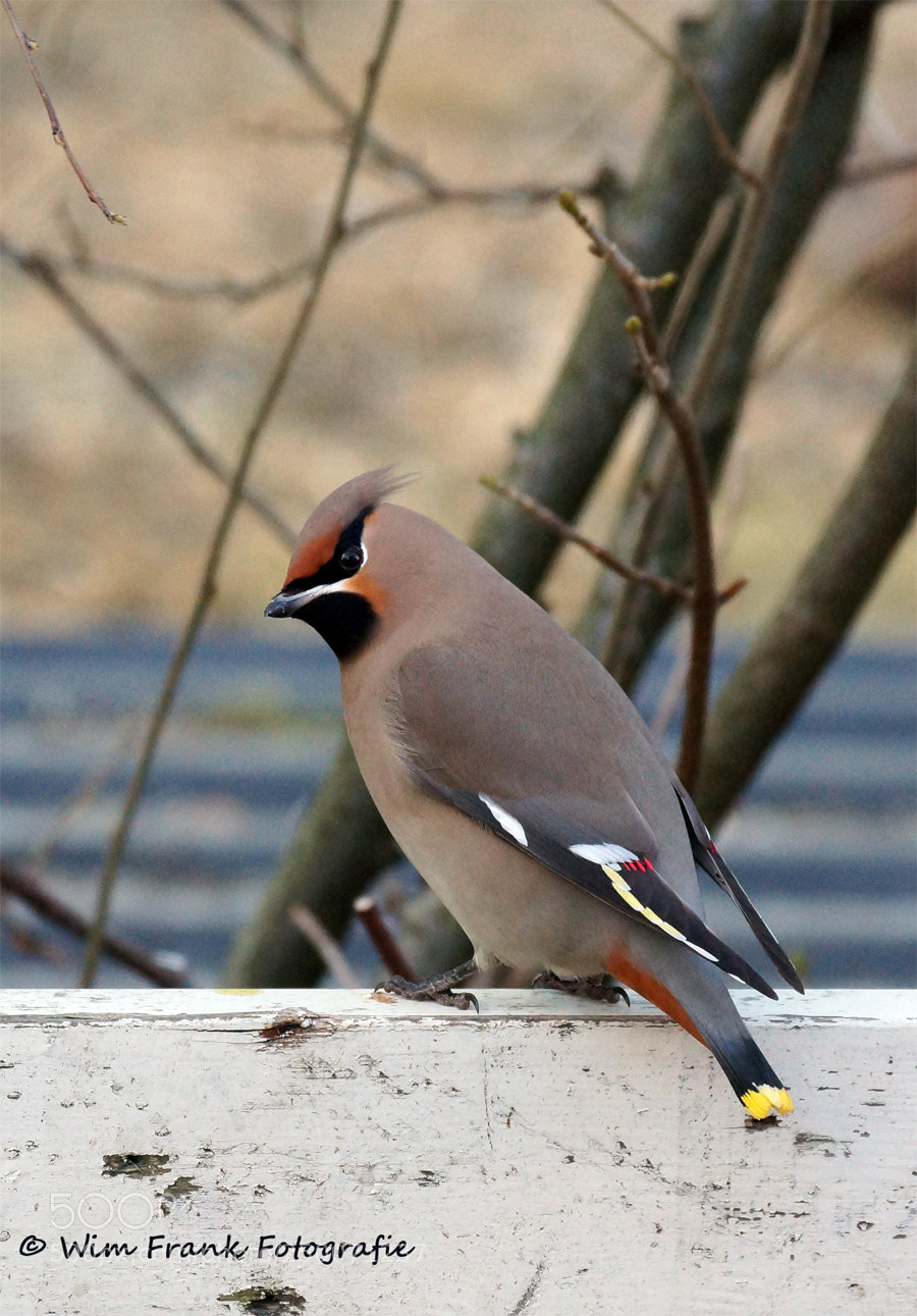 Sony SLT-A77 sample photo. Pestvogel (waxwing) photography