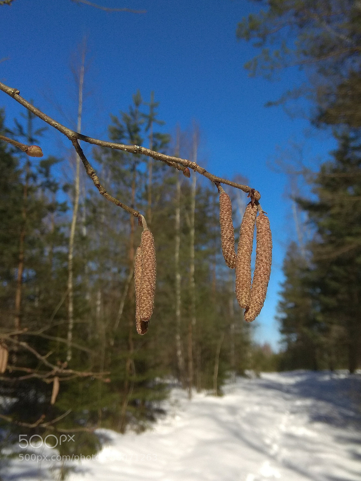 Xiaomi Redmi Note 4 sample photo. Buds on a branch photography
