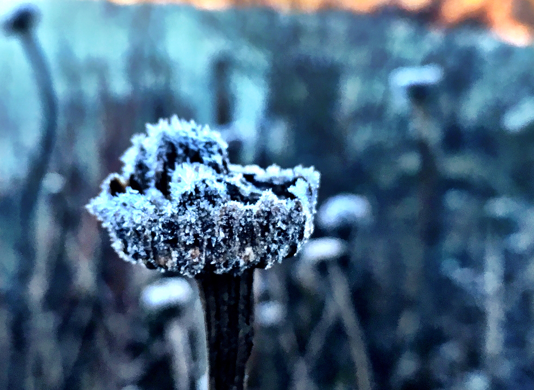 Apple iPhone8,1 sample photo. Winter  photography