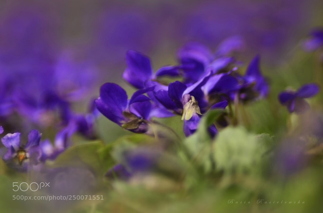 Nikon D5100 sample photo. Viola odorata... photography