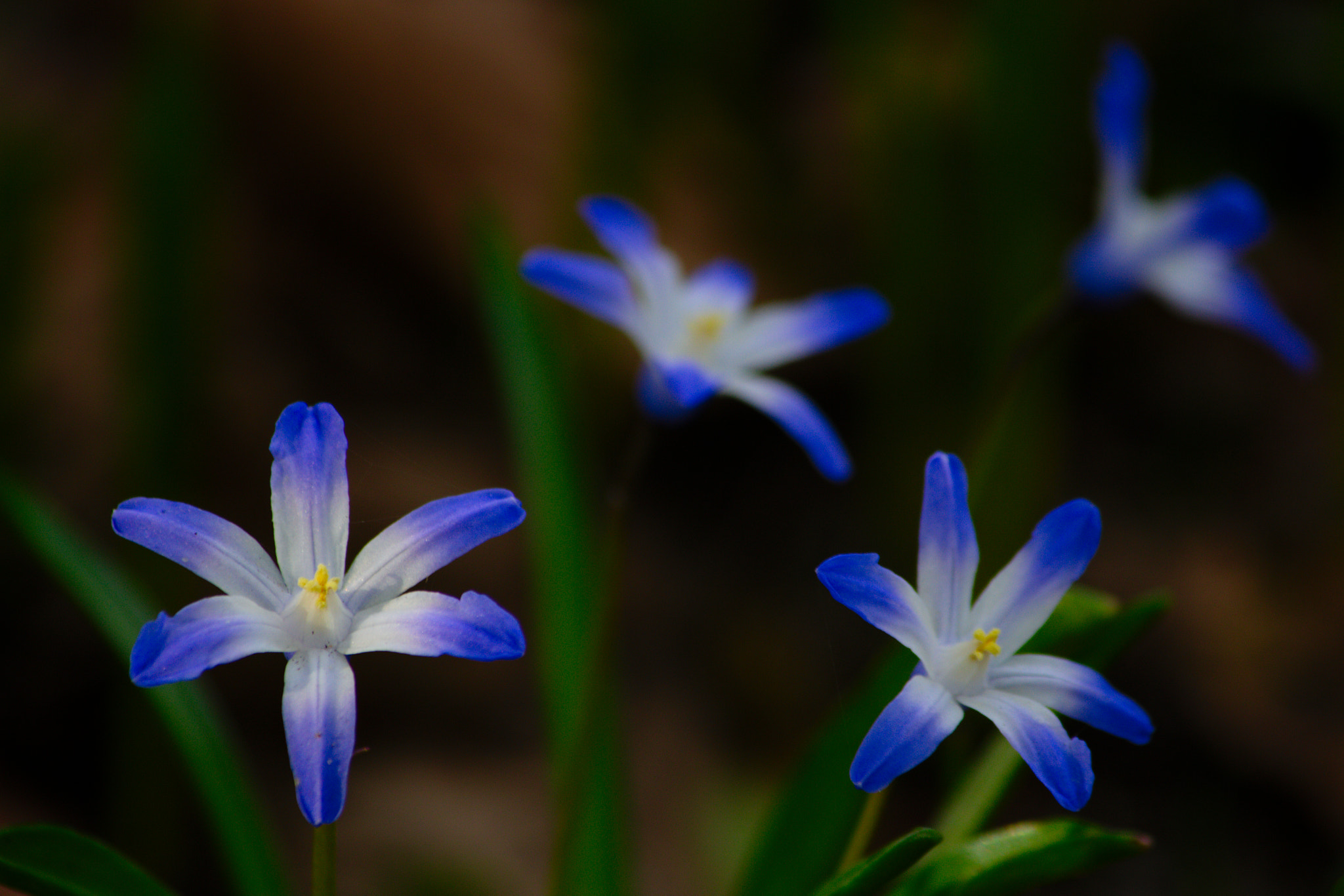 Canon EF-S 55-250mm F4-5.6 IS II sample photo. Blue flowers photography