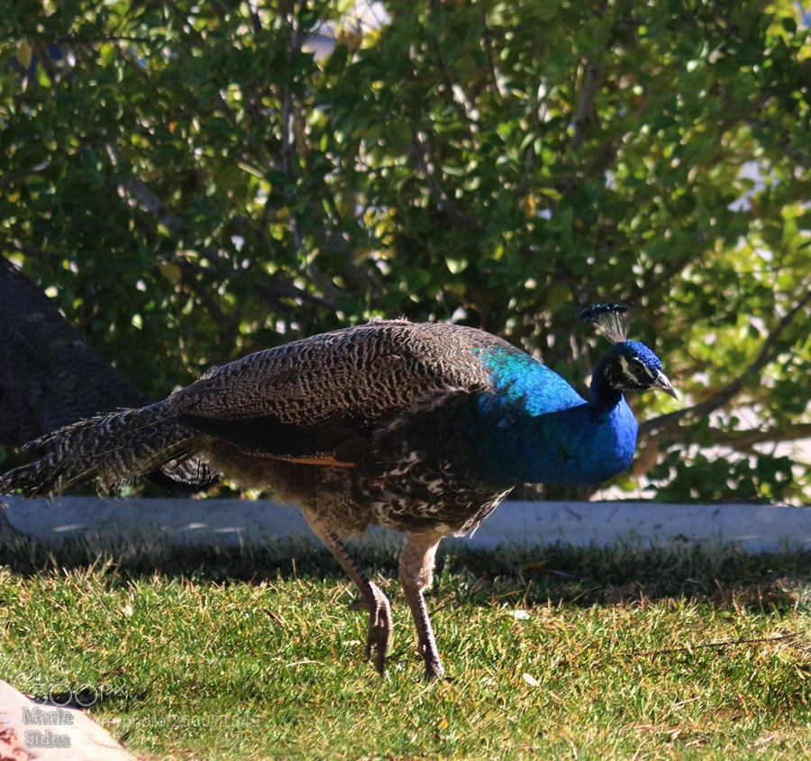 Canon EOS 100D (EOS Rebel SL1 / EOS Kiss X7) sample photo. Peacock 1 photography
