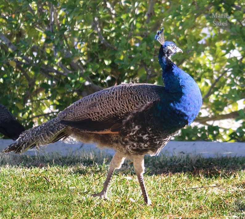 Canon EOS 100D (EOS Rebel SL1 / EOS Kiss X7) sample photo. Peacock 2 photography