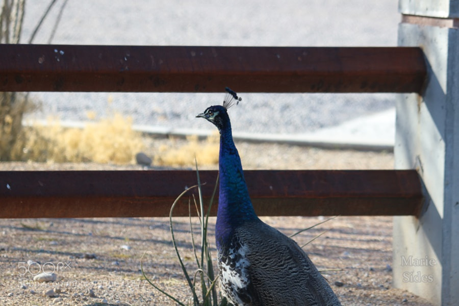 Canon EOS 100D (EOS Rebel SL1 / EOS Kiss X7) sample photo. Peacock 5 photography