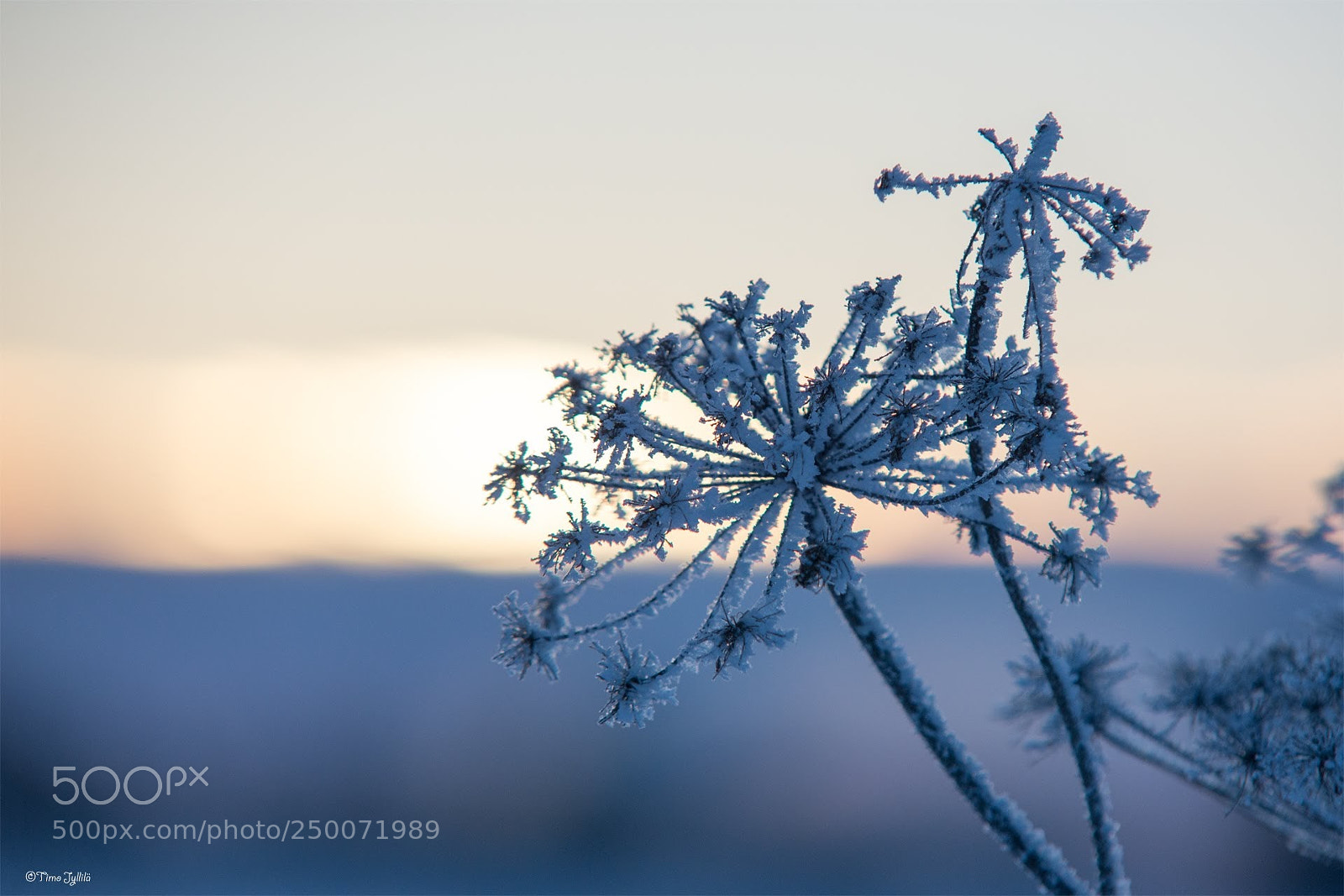 Nikon D610 sample photo. Frozen flower photography