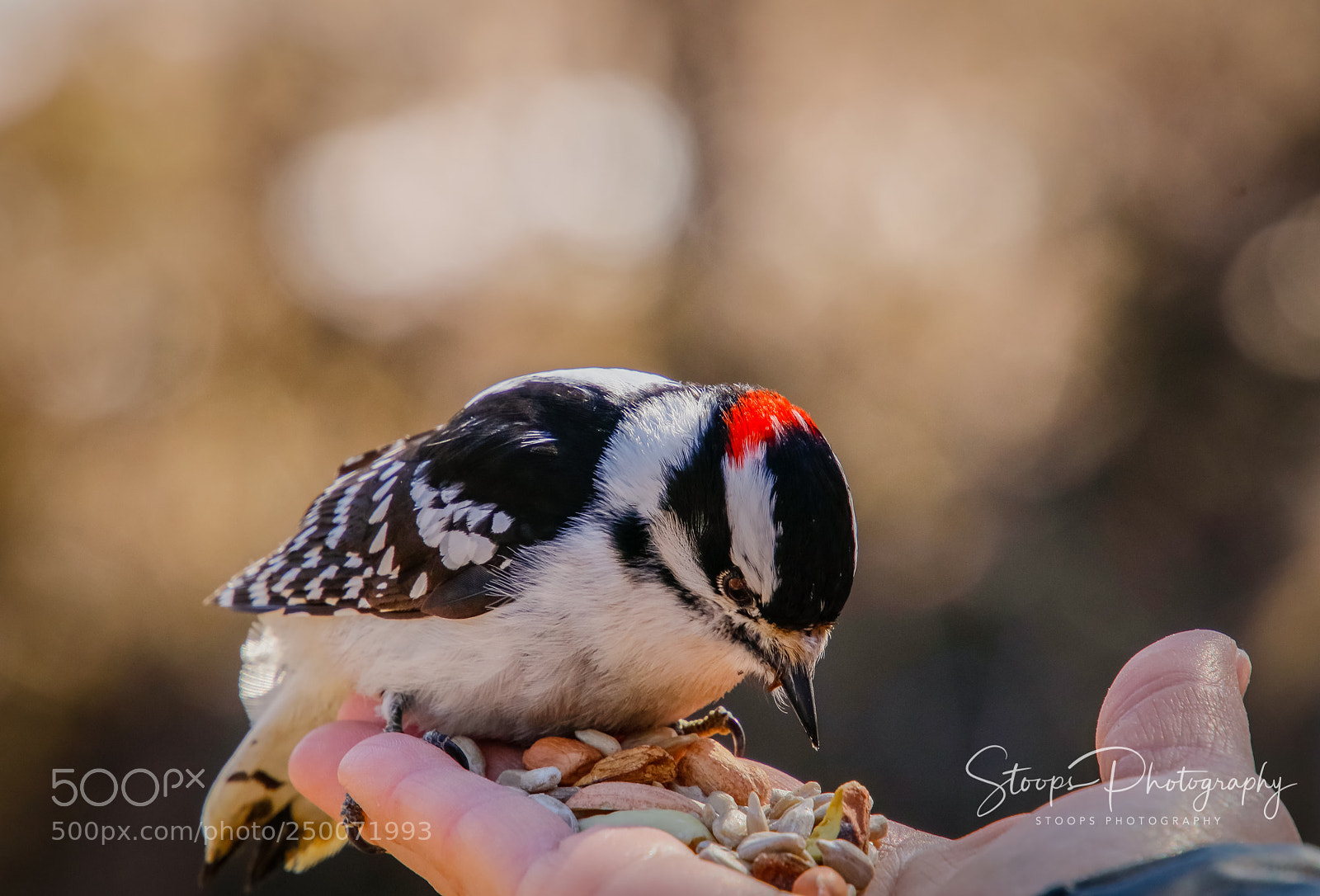 Canon EOS 80D sample photo. Hungry woodpecker edited mg photography