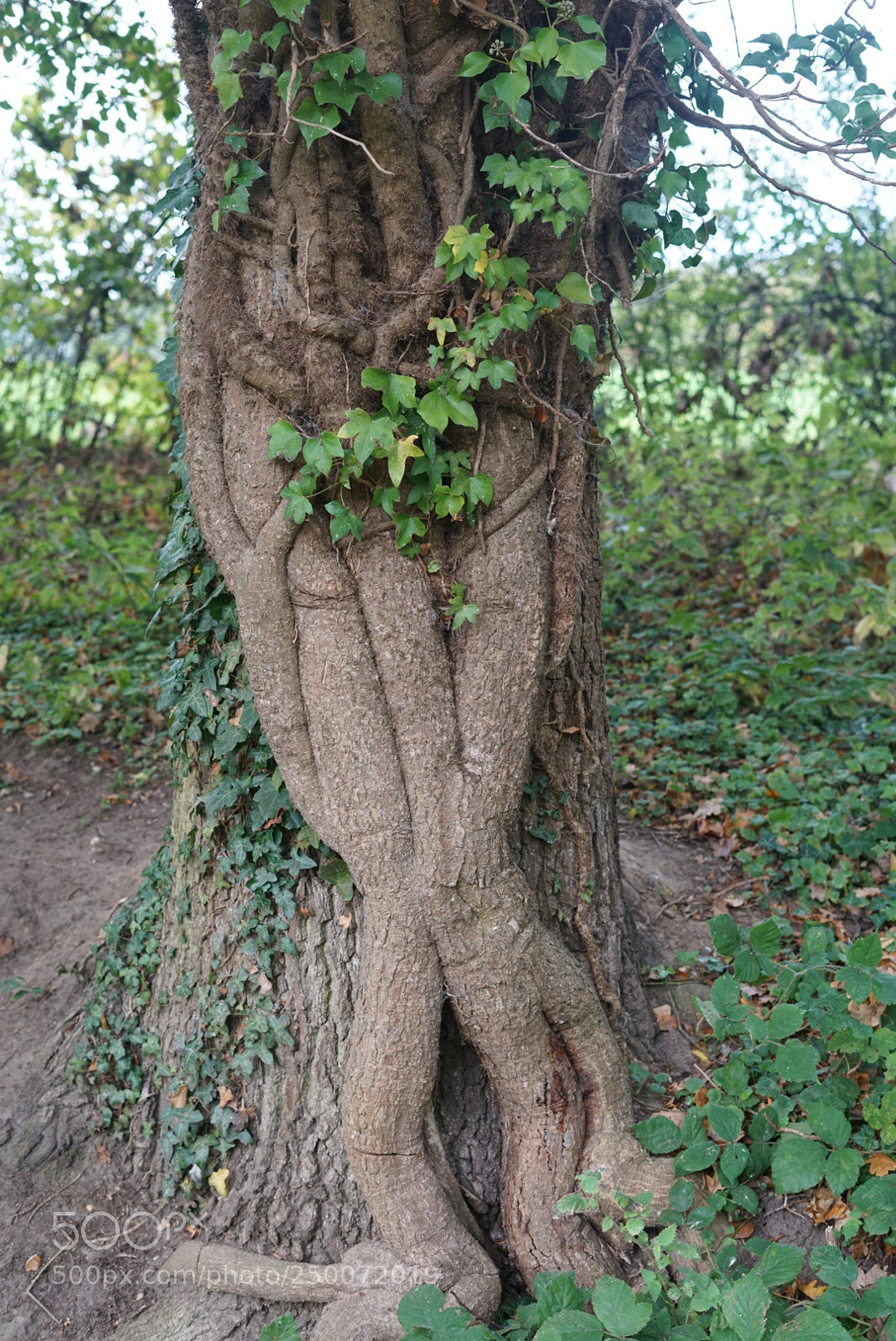 Sony a7R II sample photo. Tree cuddle. photography