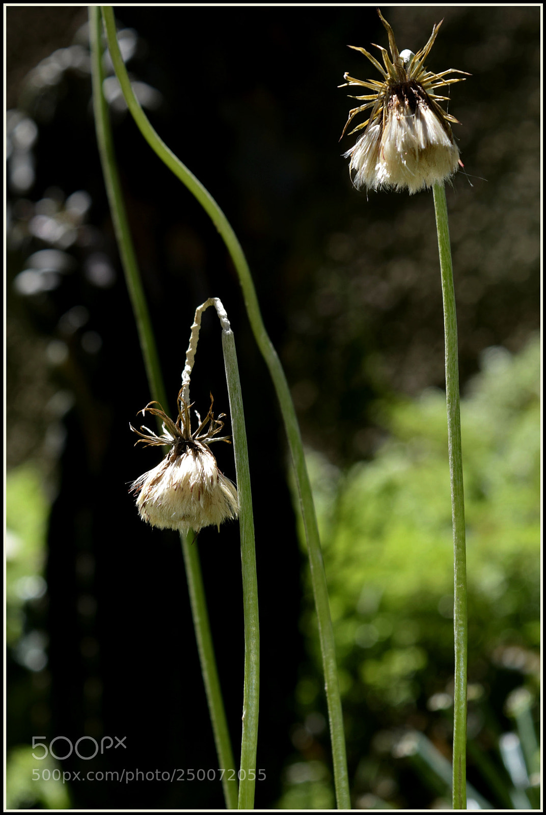 Nikon D5300 sample photo. "tome" photography