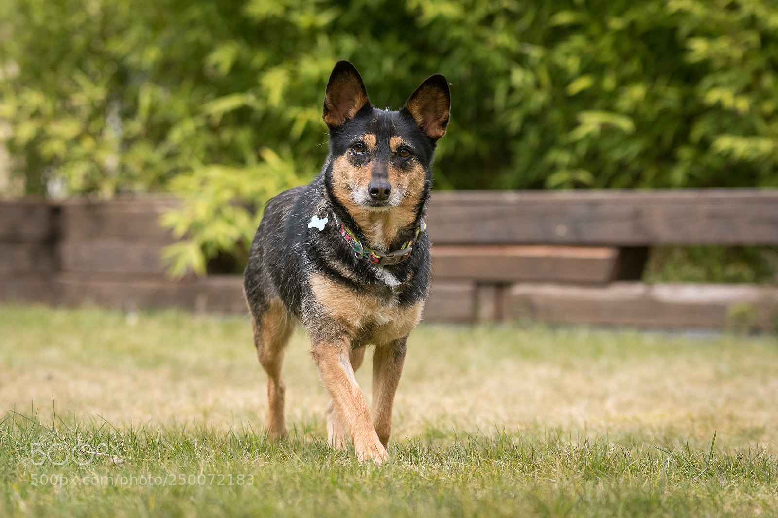 Nikon D7200 sample photo. Bela luna photography