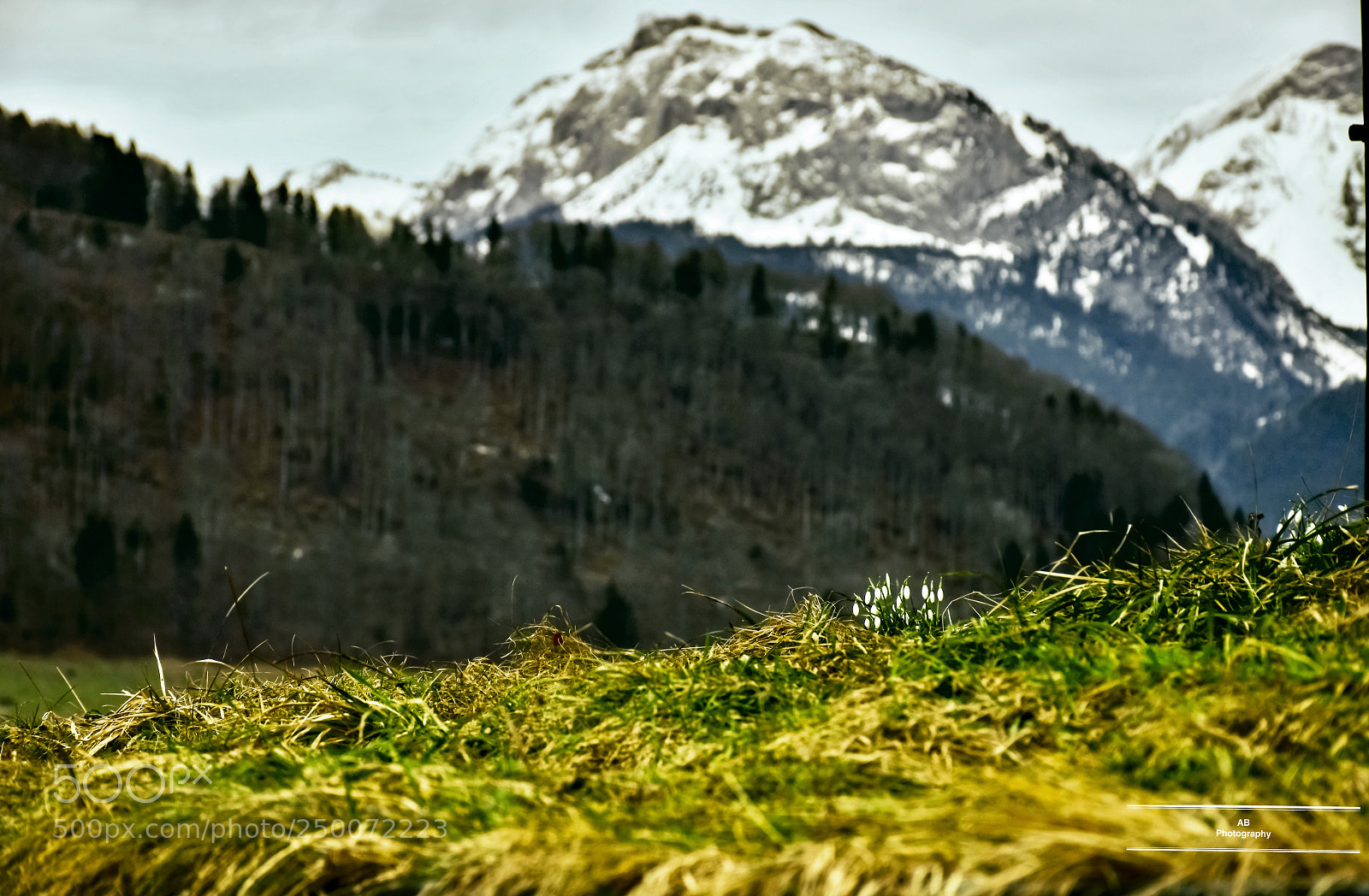Nikon D7200 sample photo. Spring! always first ... photography