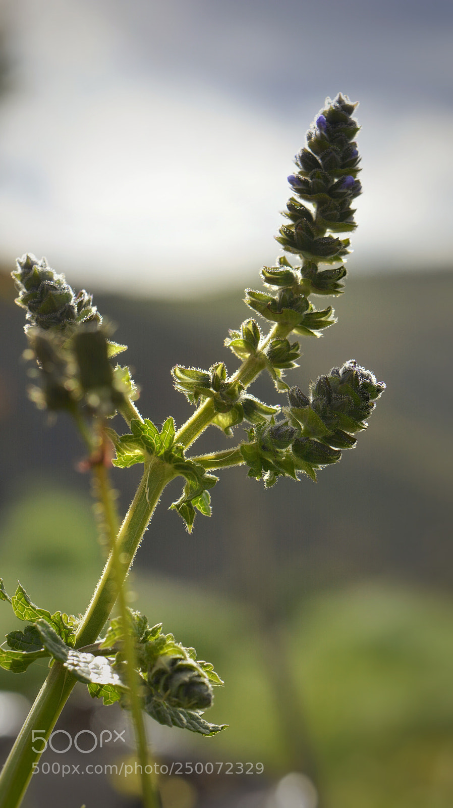 Nikon D7100 sample photo. Lavender photography