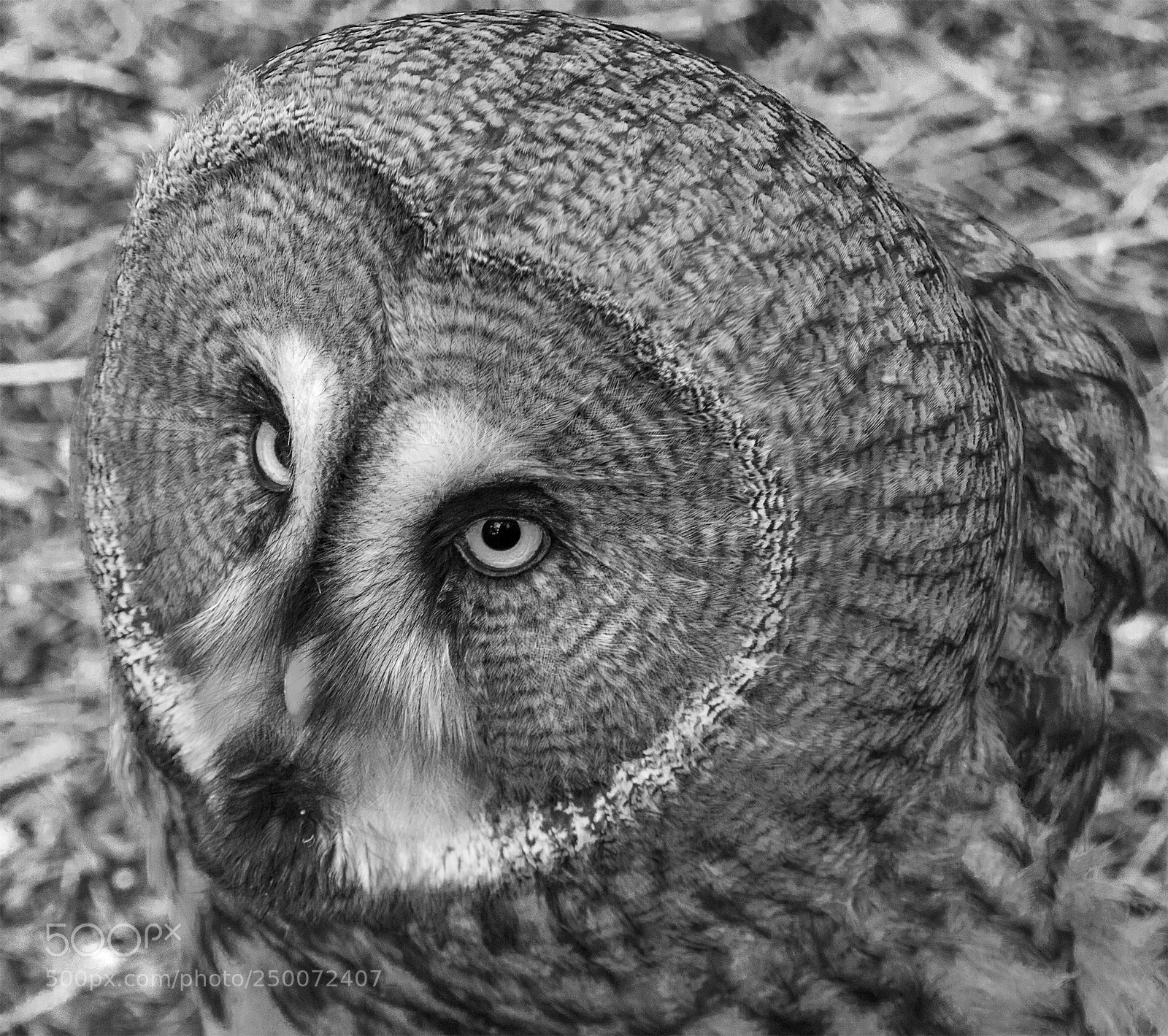 Canon EOS 750D (EOS Rebel T6i / EOS Kiss X8i) sample photo. Great gray owl bw photography