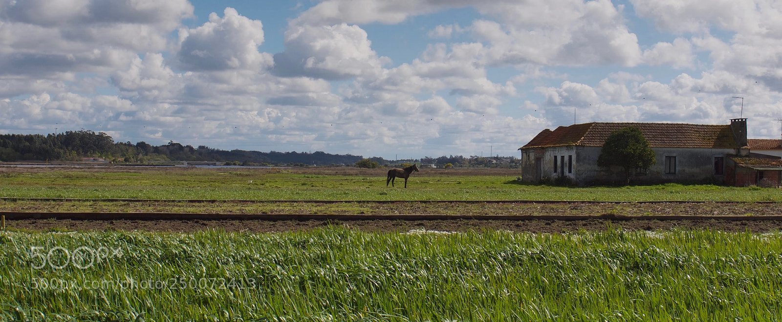 Panasonic Lumix DMC-G1 sample photo. Landscape with a horse photography
