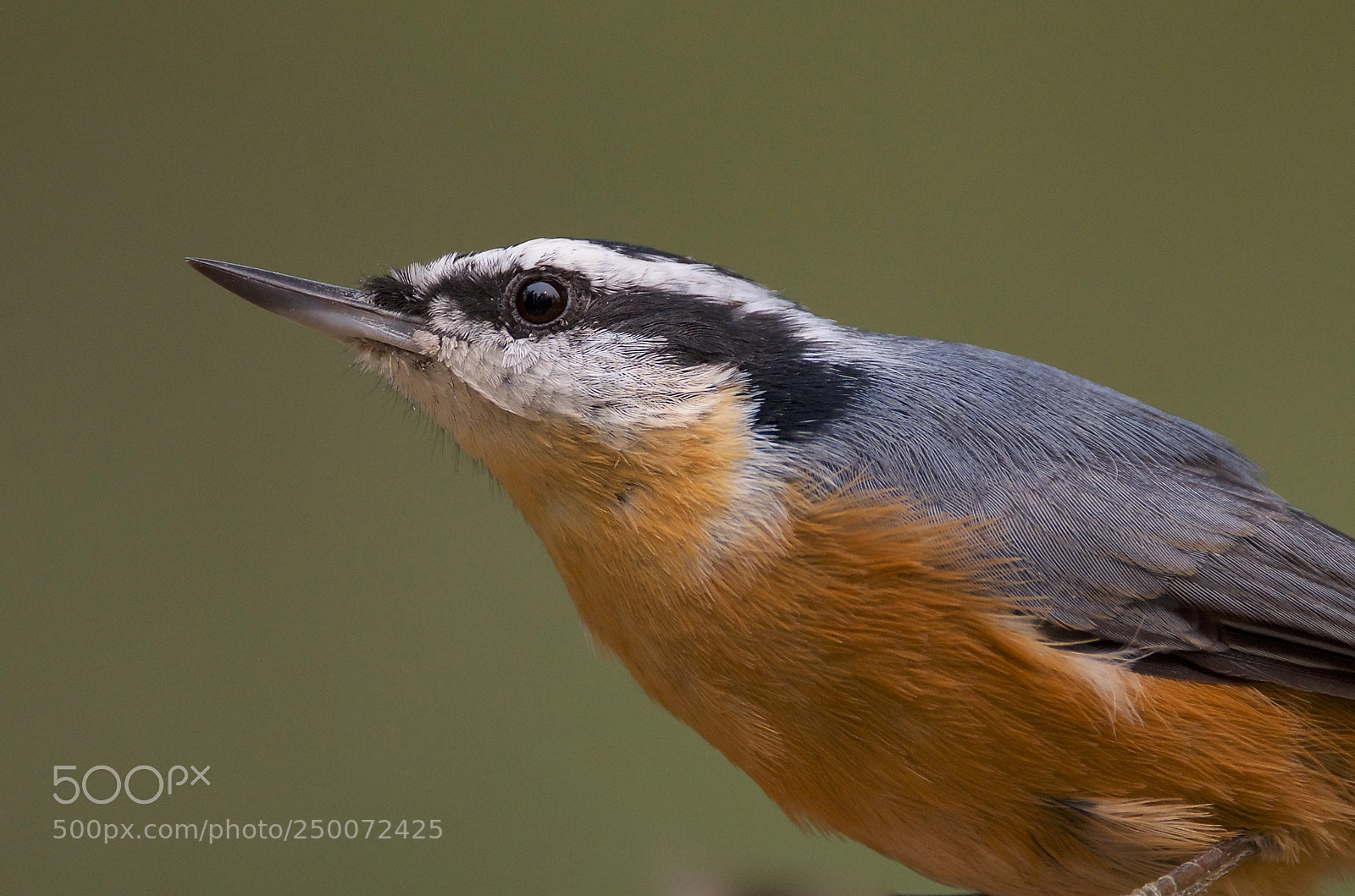 Nikon D7000 sample photo. Red-breasted nuthatch photography