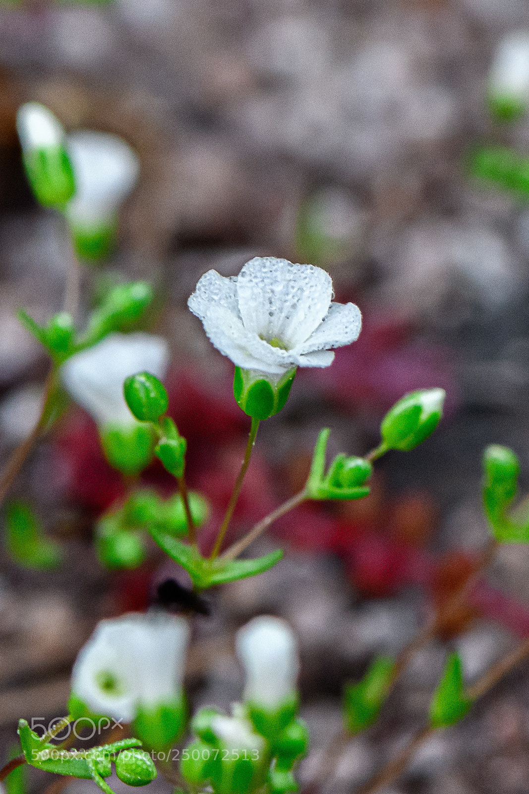 Nikon D850 sample photo. White pool sprite photography