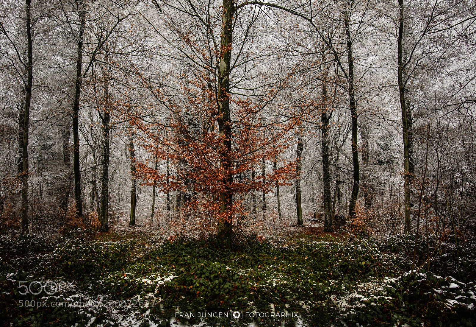 Canon EOS 5D Mark IV sample photo. [ winter foliage ] photography