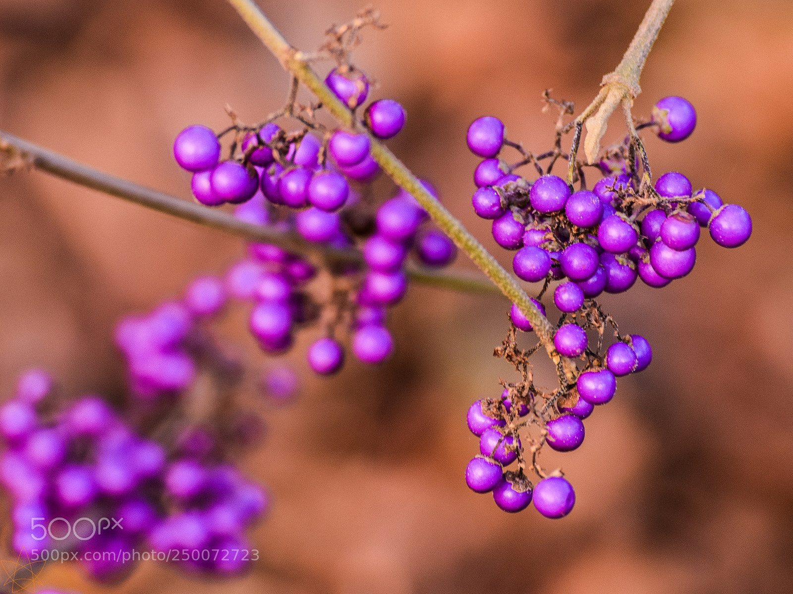Nikon D5300 sample photo. Squareportedoree photography