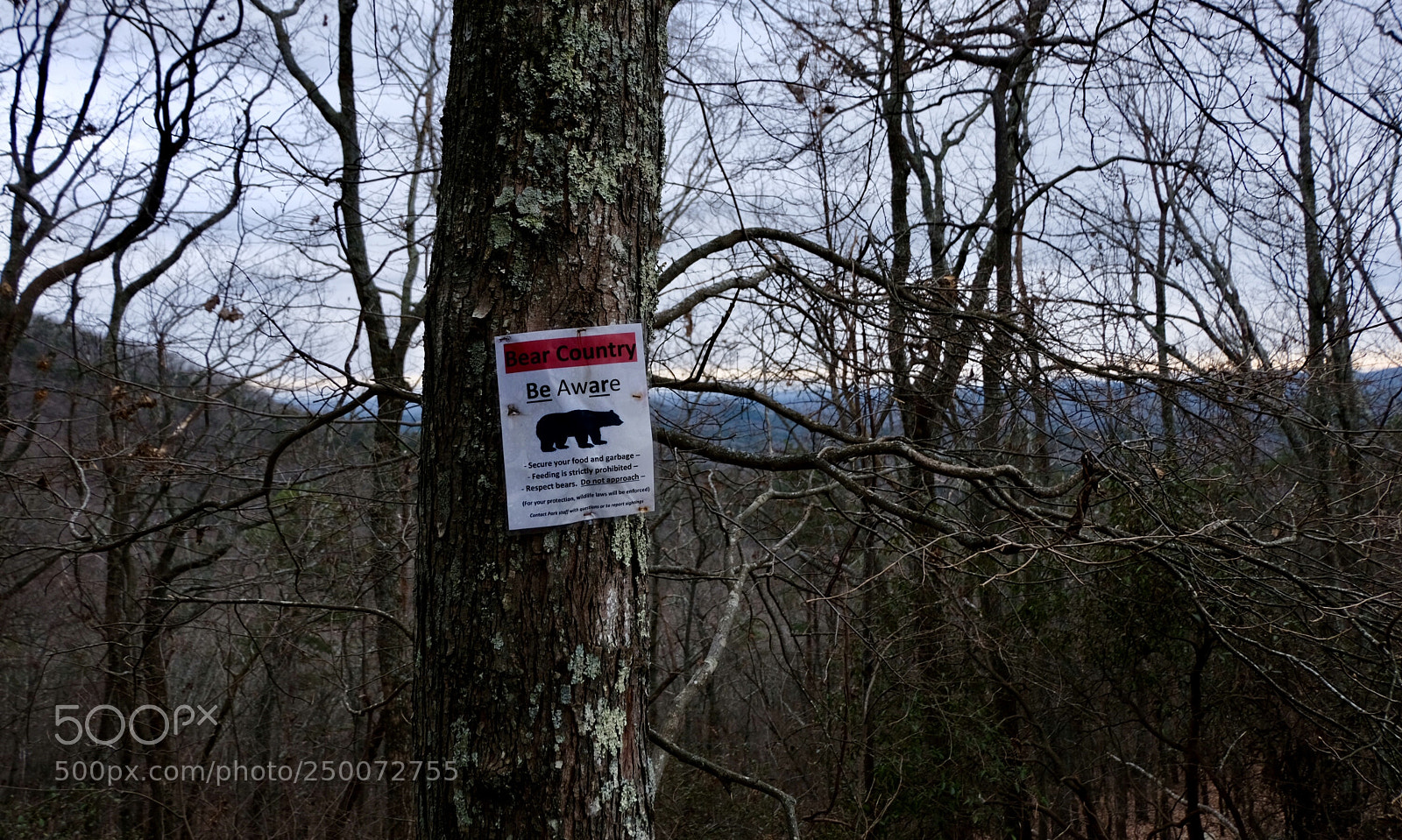 Fujifilm X-T20 sample photo. Climbing with bears photography