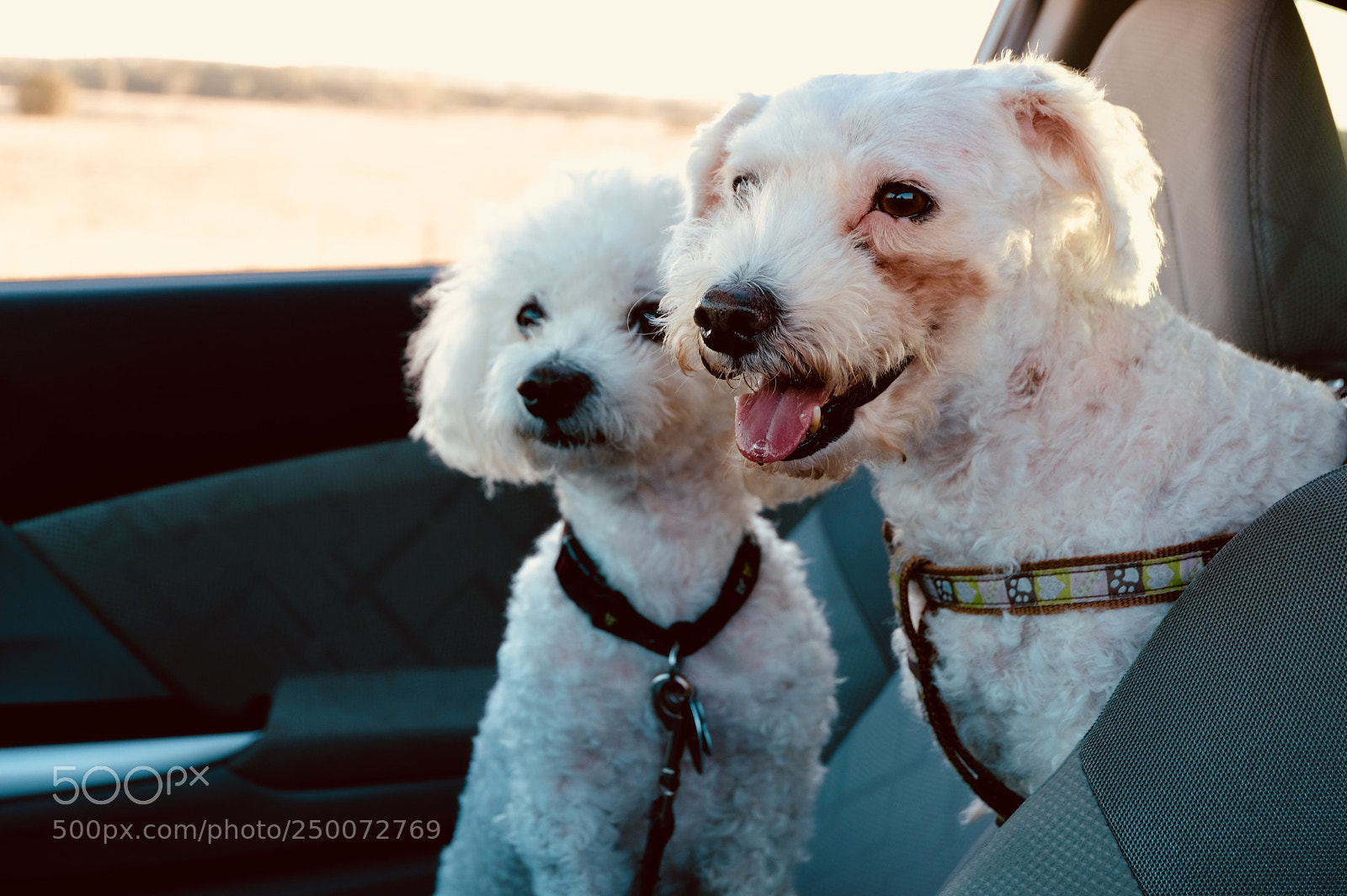Fujifilm X-T20 sample photo. Happy dogs = happy life photography