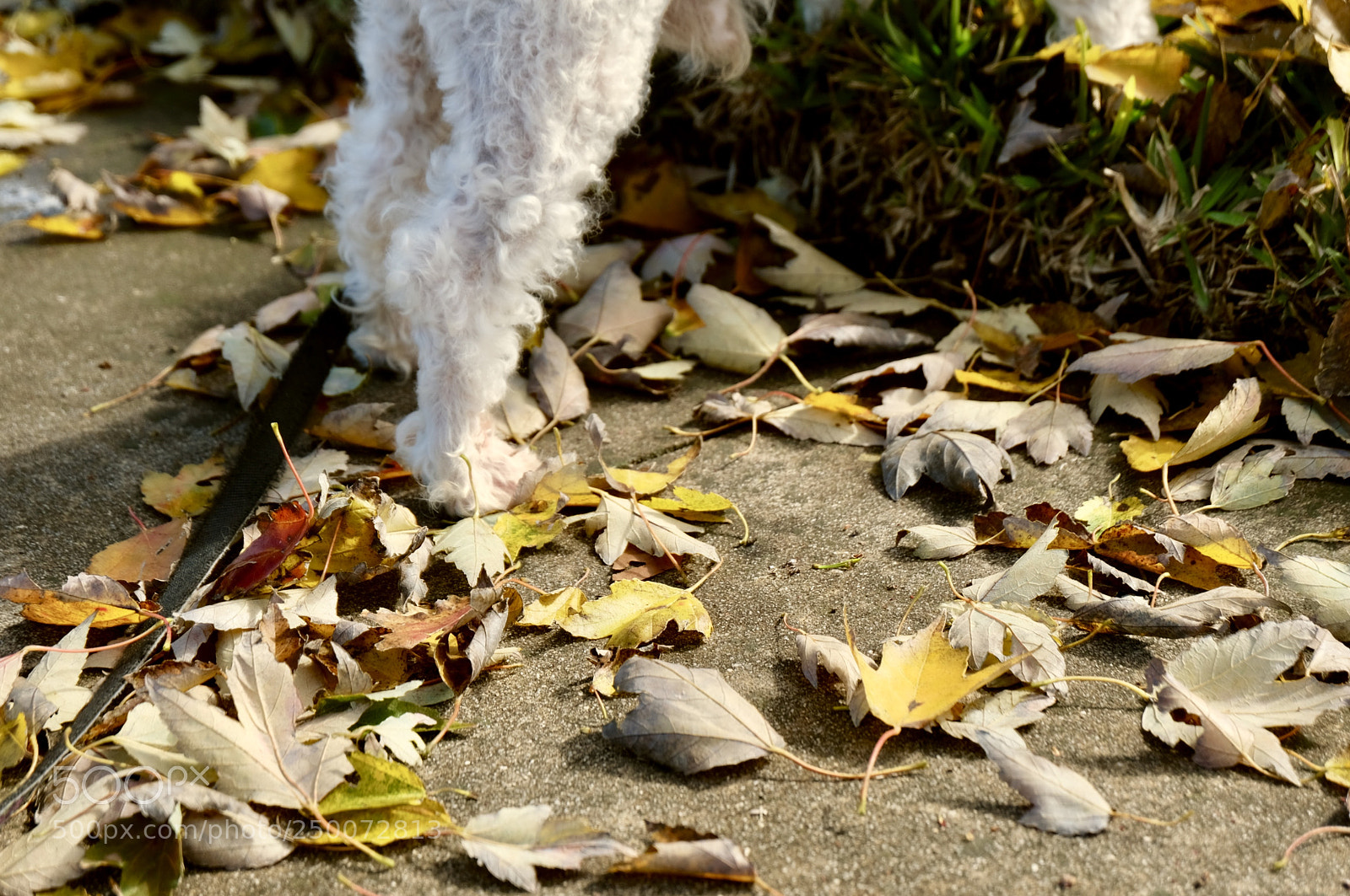 Fujifilm X-T20 sample photo. Chicken legs photography