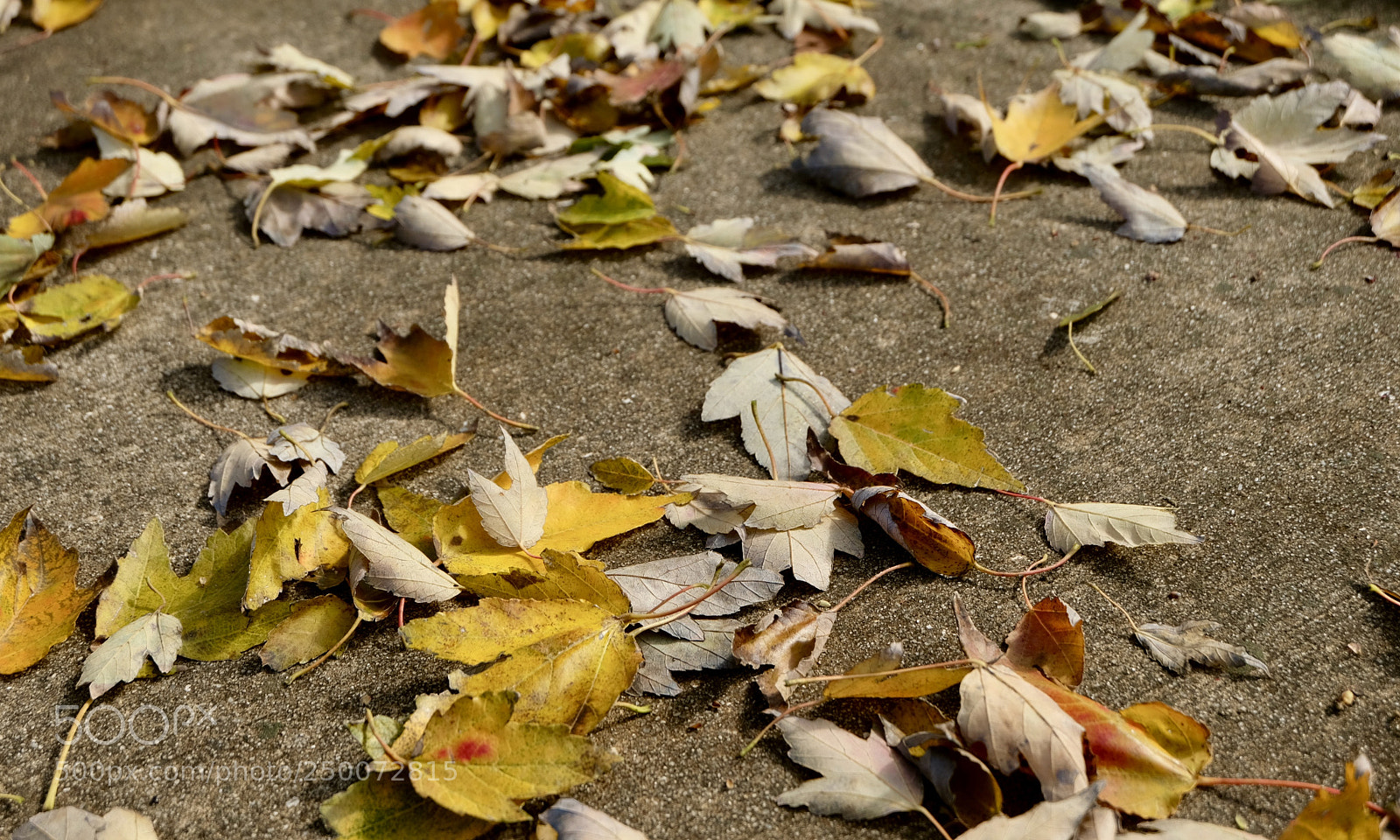 Fujifilm X-T20 sample photo. Fall in florida photography