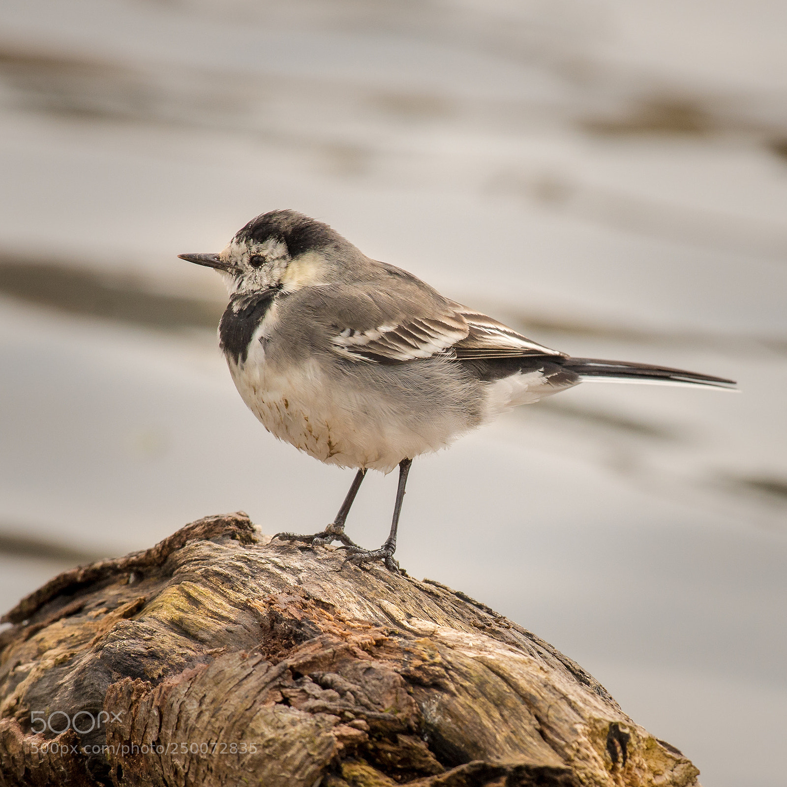 Nikon D800 sample photo. Pied wagtail photography