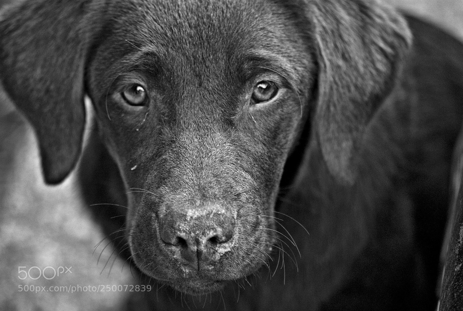 Sony Alpha DSLR-A200 sample photo. Yapa, the young labrador photography