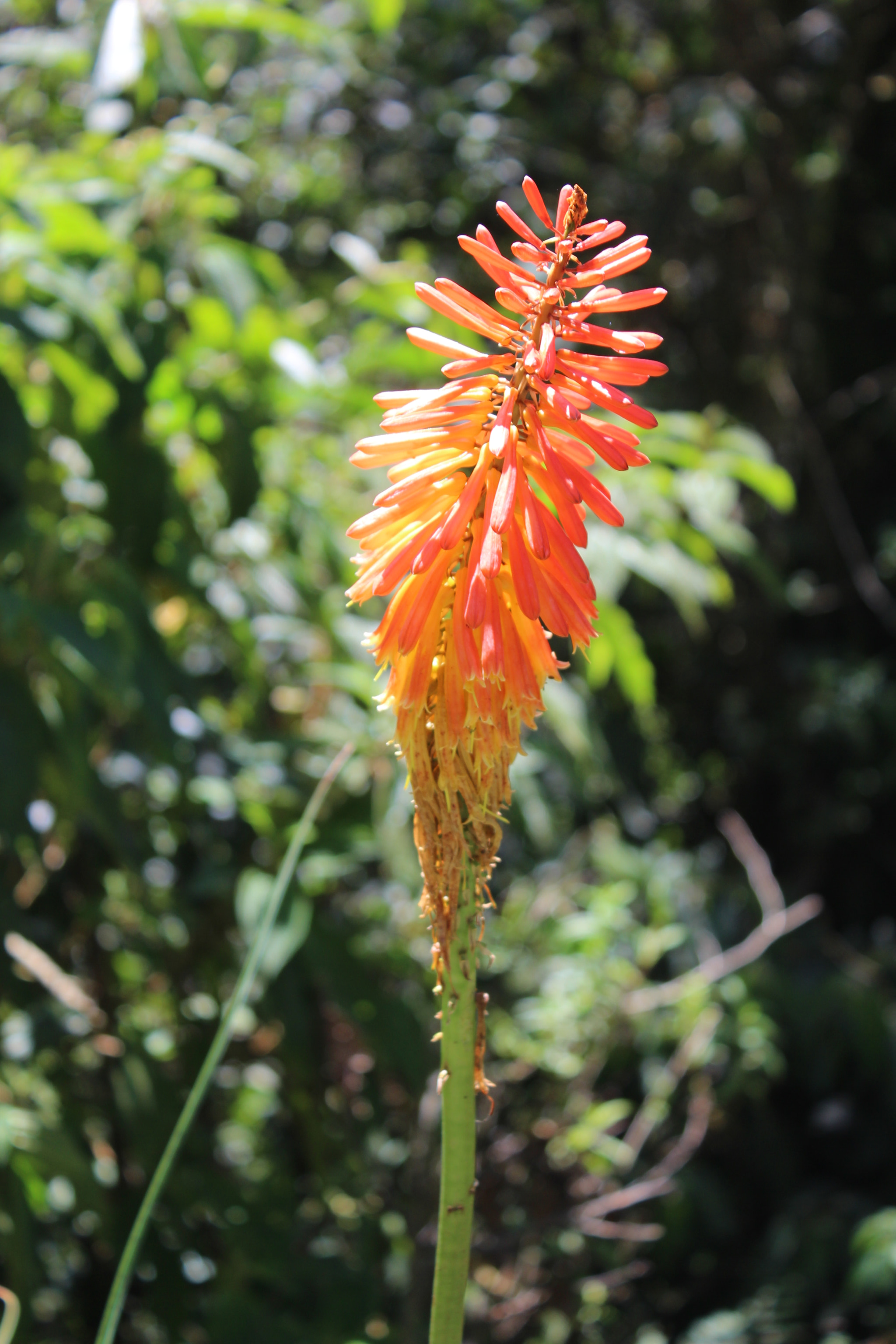 Canon EOS 700D (EOS Rebel T5i / EOS Kiss X7i) sample photo. Kniphofia photography
