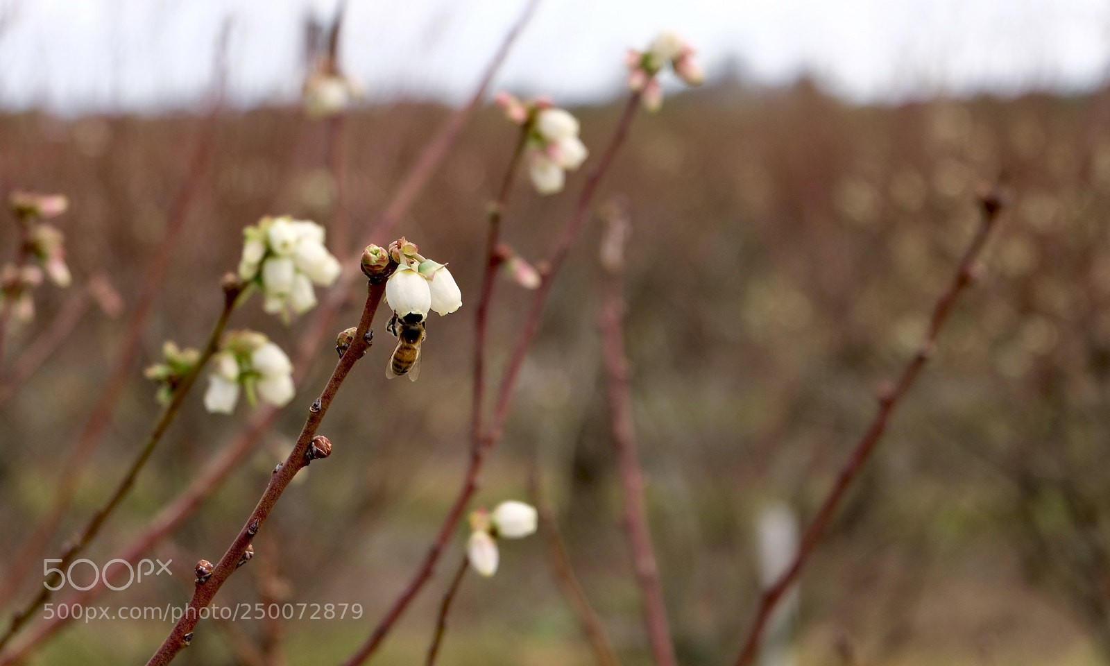 Fujifilm X-T20 sample photo. Pollination at work photography