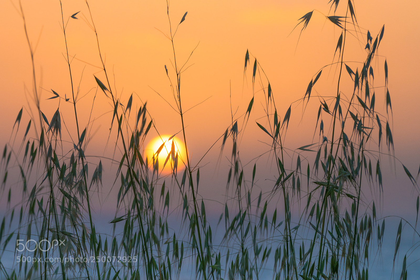 Nikon D800E sample photo. Golden sunset through meadow photography