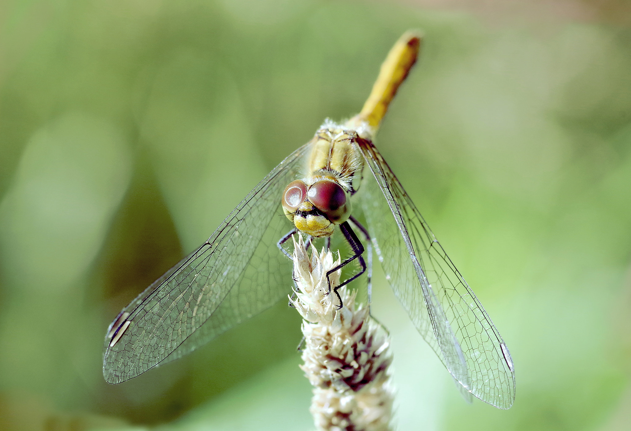 Pentax K-S2 sample photo. Dragonfly photography
