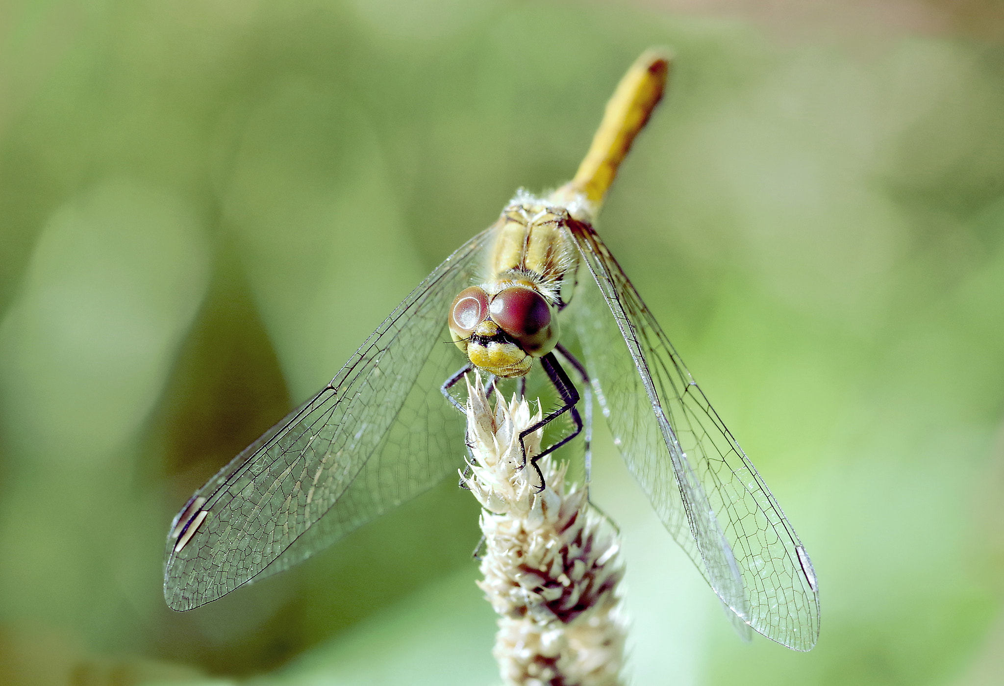 Pentax smc D-FA 100mm F2.8 Macro WR sample photo. Dragonfly photography