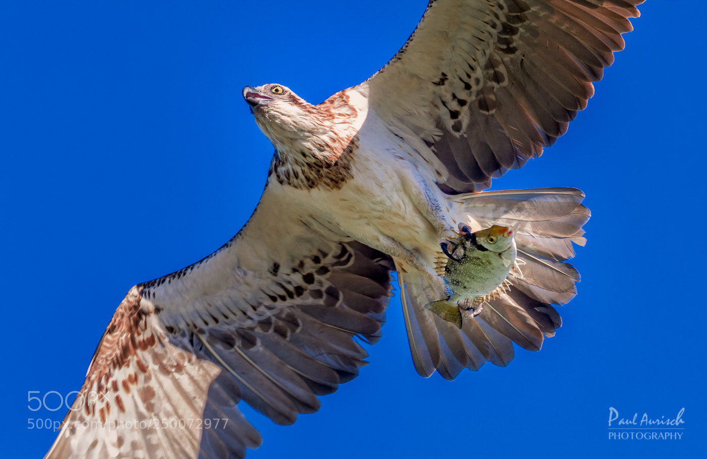 Nikon D500 sample photo. Osprey photography