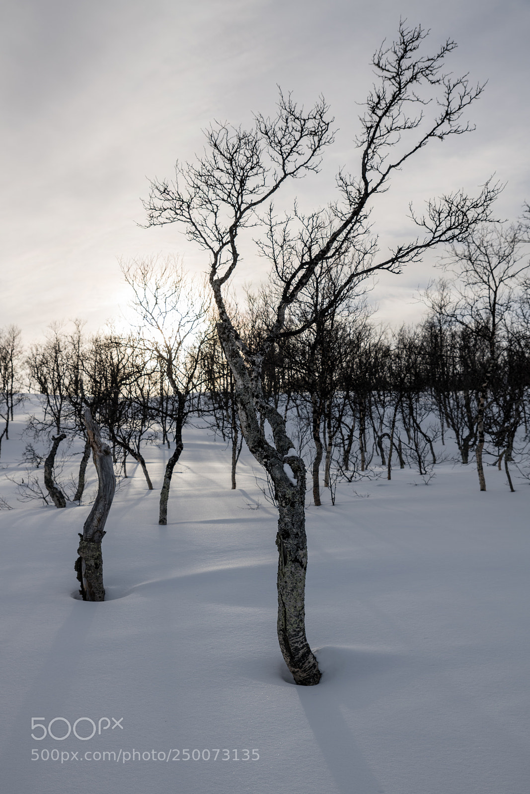 Nikon D850 sample photo. Mountain birch photography